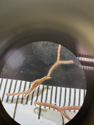  ( - ESC_155_A)  @11 [ ] Unspecified (default): All Rights Reserved  Unspecified Unspecified