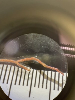  ( - ESC_155_A)  @11 [ ] Unspecified (default): All Rights Reserved  Unspecified Unspecified