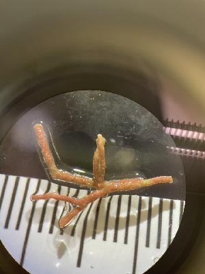  ( - ESC_155_A)  @11 [ ] Unspecified (default): All Rights Reserved  Unspecified Unspecified