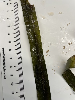  ( - ESC_169_A)  @11 [ ] by-nc-sa (2024) Unspecified Bigelow Laboratory for Ocean Sciences