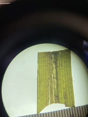  ( - ESC_169_A)  @11 [ ] by-nc-sa (2024) Unspecified Bigelow Laboratory for Ocean Sciences