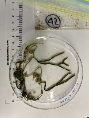  ( - ESC_42_A)  @11 [ ] by-nc-sa (2024) Unspecified Bigelow Laboratory for Ocean Sciences