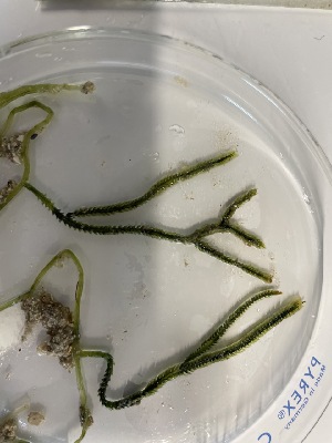  ( - ESC_42_A)  @11 [ ] by-nc-sa (2024) Unspecified Bigelow Laboratory for Ocean Sciences