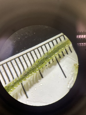  ( - ESC_42_A)  @11 [ ] by-nc-sa (2024) Unspecified Bigelow Laboratory for Ocean Sciences