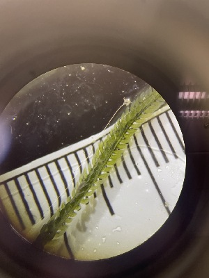  ( - ESC_42_A)  @11 [ ] by-nc-sa (2024) Unspecified Bigelow Laboratory for Ocean Sciences