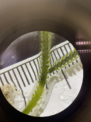  ( - ESC_42_A)  @11 [ ] by-nc-sa (2024) Unspecified Bigelow Laboratory for Ocean Sciences