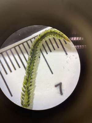  ( - ESC_42_A)  @11 [ ] by-nc-sa (2024) Unspecified Bigelow Laboratory for Ocean Sciences