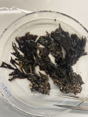  ( - ESC_97_A)  @11 [ ] Unspecified (default): All Rights Reserved  Unspecified Unspecified