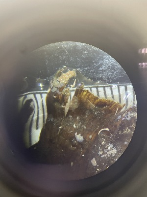  ( - ESC_97_A)  @11 [ ] Unspecified (default): All Rights Reserved  Unspecified Unspecified