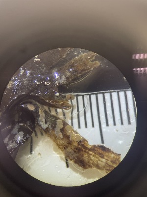  ( - ESC_97_A)  @11 [ ] Unspecified (default): All Rights Reserved  Unspecified Unspecified