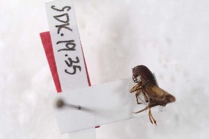  ( - 2024-MK002)  @11 [ ] CC-By (2025) Tony Robillard MNHN