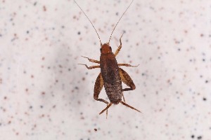  ( - 2024-MK003)  @11 [ ] CC-By (2025) Tony Robillard MNHN