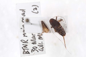  (Cycloptiloides timah - 2024-MK005)  @11 [ ] CC-By (2025) Tony Robillard MNHN