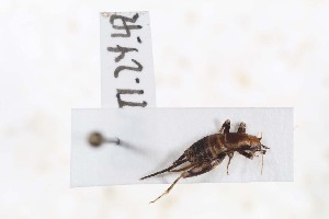  (Micrornebius - 2024-MK008)  @11 [ ] CC-By (2025) Tony Robillard MNHN
