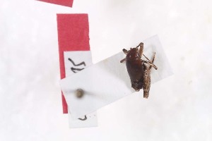  ( - 2024-MK010)  @11 [ ] CC-By (2025) Tony Robillard MNHN