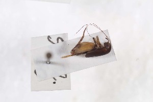  ( - 2024-MK014)  @11 [ ] CC-By (2025) Tony Robillard MNHN