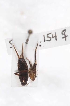  ( - 2024-MK015)  @11 [ ] CC-By (2025) Tony Robillard MNHN