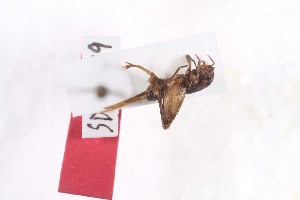  ( - 2024-MK023)  @11 [ ] CC-By (2025) Tony Robillard MNHN