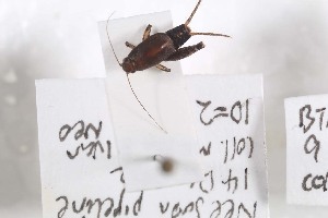  ( - 2024-MK027)  @11 [ ] CC-By (2025) Tony Robillard MNHN