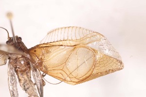  (Phaloriinae - 2024-MK035)  @11 [ ] CC-By (2025) Tony Robillard MNHN