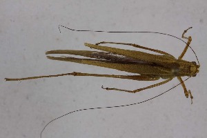  (Phaneroptera neglecta - 2024-PH241)  @11 [ ] CC-By (2025) Tony Robillard MNHN