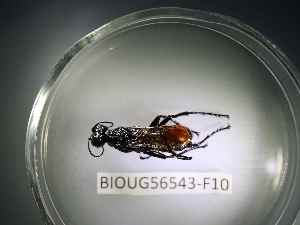  ( - BIOUG56543-F10)  @11 [ ] CreativeCommons Attribution (2023) Department of Invertebrate Zoology and Hydrobiology Department of Invertebrate Zoology and Hydrobiology