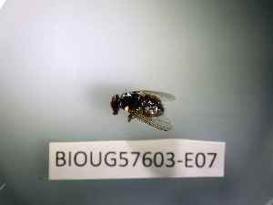  ( - BIOUG57603-E07)  @11 [ ] CreativeCommons Attribution (2023) Department of Invertebrate Zoology and Hydrobiology Department of Invertebrate Zoology and Hydrobiology