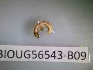  ( - BIOUG56543-B09)  @11 [ ] CreativeCommons Attribution (2023) Department of Invertebrate Zoology and Hydrobiology Department of Invertebrate Zoology and Hydrobiology