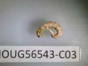  ( - BIOUG56543-C03)  @11 [ ] CreativeCommons Attribution (2023) Department of Invertebrate Zoology and Hydrobiology Department of Invertebrate Zoology and Hydrobiology