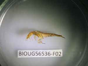  ( - BIOUG56536-F02)  @11 [ ] CreativeCommons Attribution (2023) Department of Invertebrate Zoology and Hydrobiology Department of Invertebrate Zoology and Hydrobiology