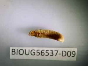  ( - BIOUG56537-D09)  @11 [ ] CreativeCommons Attribution (2023) Department of Invertebrate Zoology and Hydrobiology Department of Invertebrate Zoology and Hydrobiology