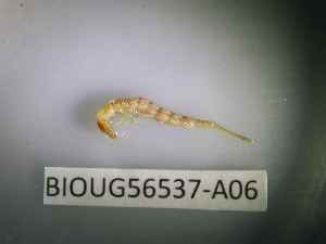  ( - BIOUG56537-A06)  @11 [ ] CreativeCommons Attribution (2023) Department of Invertebrate Zoology and Hydrobiology Department of Invertebrate Zoology and Hydrobiology