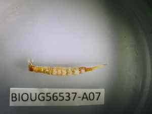  ( - BIOUG56537-A07)  @11 [ ] CreativeCommons Attribution (2023) Department of Invertebrate Zoology and Hydrobiology Department of Invertebrate Zoology and Hydrobiology