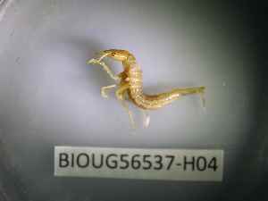  ( - BIOUG56537-H04)  @11 [ ] CreativeCommons Attribution (2023) Department of Invertebrate Zoology and Hydrobiology Department of Invertebrate Zoology and Hydrobiology
