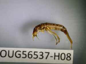  ( - BIOUG56537-H08)  @11 [ ] CreativeCommons Attribution (2023) Department of Invertebrate Zoology and Hydrobiology Department of Invertebrate Zoology and Hydrobiology