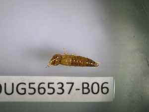  ( - BIOUG56537-B06)  @11 [ ] CreativeCommons Attribution (2023) Department of Invertebrate Zoology and Hydrobiology Department of Invertebrate Zoology and Hydrobiology