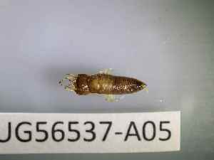 ( - BIOUG56537-A05)  @11 [ ] CreativeCommons Attribution (2023) Department of Invertebrate Zoology and Hydrobiology Department of Invertebrate Zoology and Hydrobiology