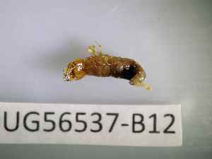  ( - BIOUG56537-B12)  @11 [ ] CreativeCommons Attribution (2023) Department of Invertebrate Zoology and Hydrobiology Department of Invertebrate Zoology and Hydrobiology