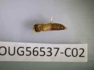  ( - BIOUG56537-C02)  @11 [ ] CreativeCommons Attribution (2023) Department of Invertebrate Zoology and Hydrobiology Department of Invertebrate Zoology and Hydrobiology
