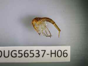  ( - BIOUG56537-H06)  @11 [ ] CreativeCommons Attribution (2023) Department of Invertebrate Zoology and Hydrobiology Department of Invertebrate Zoology and Hydrobiology