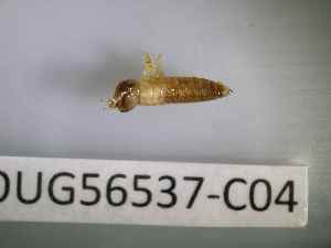  ( - BIOUG56537-C04)  @11 [ ] CreativeCommons Attribution (2023) Department of Invertebrate Zoology and Hydrobiology Department of Invertebrate Zoology and Hydrobiology