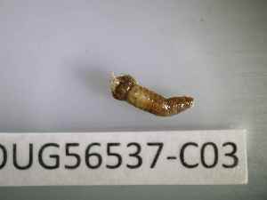  ( - BIOUG56537-C03)  @11 [ ] CreativeCommons Attribution (2023) Department of Invertebrate Zoology and Hydrobiology Department of Invertebrate Zoology and Hydrobiology