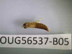  ( - BIOUG56537-B05)  @11 [ ] CreativeCommons Attribution (2023) Department of Invertebrate Zoology and Hydrobiology Department of Invertebrate Zoology and Hydrobiology