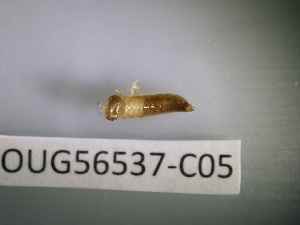  ( - BIOUG56537-C05)  @11 [ ] CreativeCommons Attribution (2023) Department of Invertebrate Zoology and Hydrobiology Department of Invertebrate Zoology and Hydrobiology