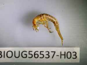  ( - BIOUG56537-H03)  @11 [ ] CreativeCommons Attribution (2023) Department of Invertebrate Zoology and Hydrobiology Department of Invertebrate Zoology and Hydrobiology