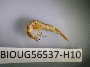  ( - BIOUG56537-H10)  @11 [ ] CreativeCommons Attribution (2023) Department of Invertebrate Zoology and Hydrobiology Department of Invertebrate Zoology and Hydrobiology