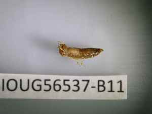  ( - BIOUG56537-B11)  @11 [ ] CreativeCommons Attribution (2023) Department of Invertebrate Zoology and Hydrobiology Department of Invertebrate Zoology and Hydrobiology