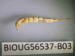  ( - BIOUG56537-B03)  @11 [ ] CreativeCommons Attribution (2023) Department of Invertebrate Zoology and Hydrobiology Department of Invertebrate Zoology and Hydrobiology