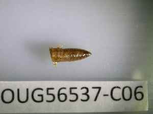  ( - BIOUG56537-C06)  @11 [ ] CreativeCommons Attribution (2023) Department of Invertebrate Zoology and Hydrobiology Department of Invertebrate Zoology and Hydrobiology