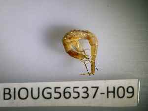  ( - BIOUG56537-H09)  @11 [ ] CreativeCommons Attribution (2023) Department of Invertebrate Zoology and Hydrobiology Department of Invertebrate Zoology and Hydrobiology